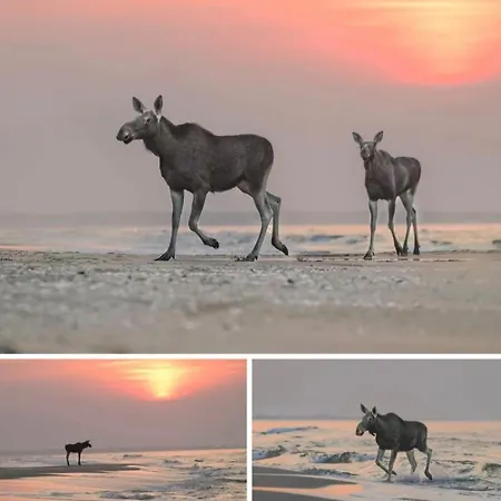 Bike W Sztutowie Apartament Sztutowo