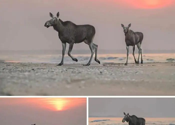 Bike W Sztutowie Apartament Sztutowo