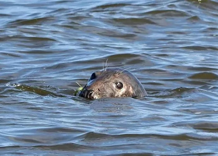 Bike W Sztutowie * Sztutowo